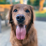 Hunter (Golden Retriever)