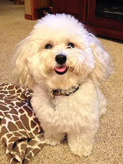 Murphy (white Bichon dog)