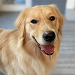 Jellybean, a yellow Golden Retriever.