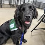 Female black dog, wearing green children's mercy vest 